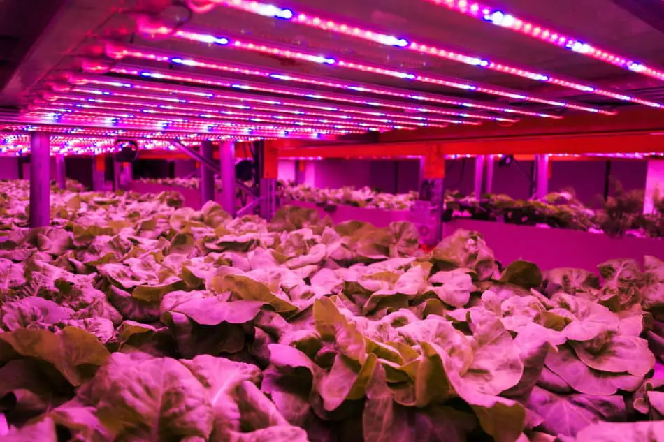 purple-led-lights-in-vertical-farming-why-does-light-color-matter