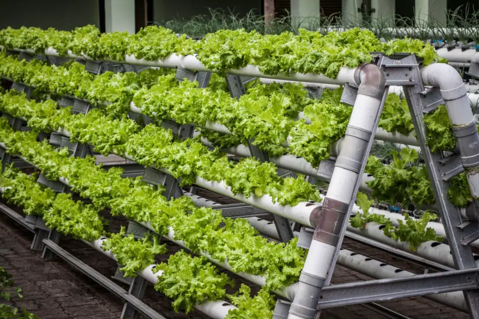 South Africa Vertical Farming