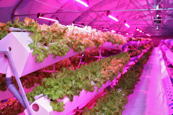 What Is Hydroponics? 