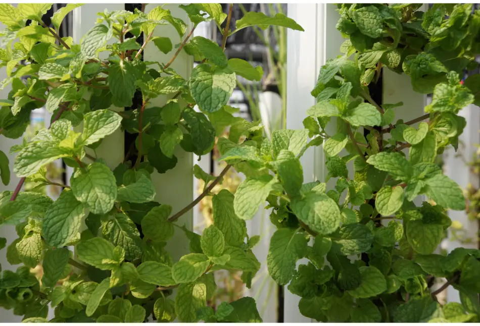 Can Mint Be Grown Hydroponically? | Vertical Farming Planet